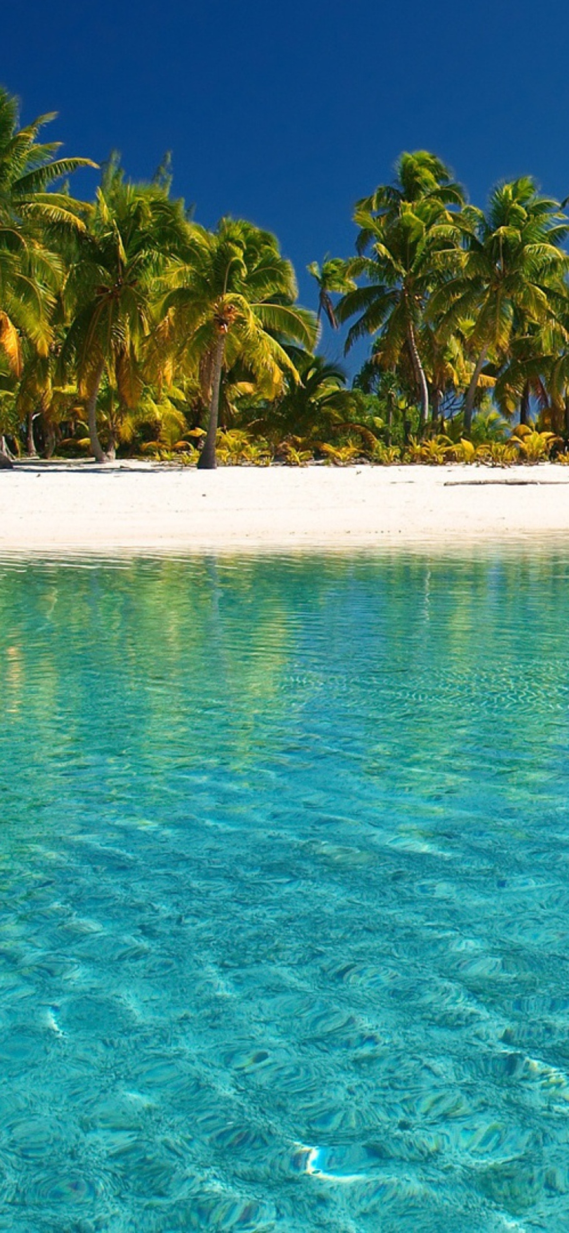 Tropical White Beach With Crystal Clear Water wallpaper 1170x2532