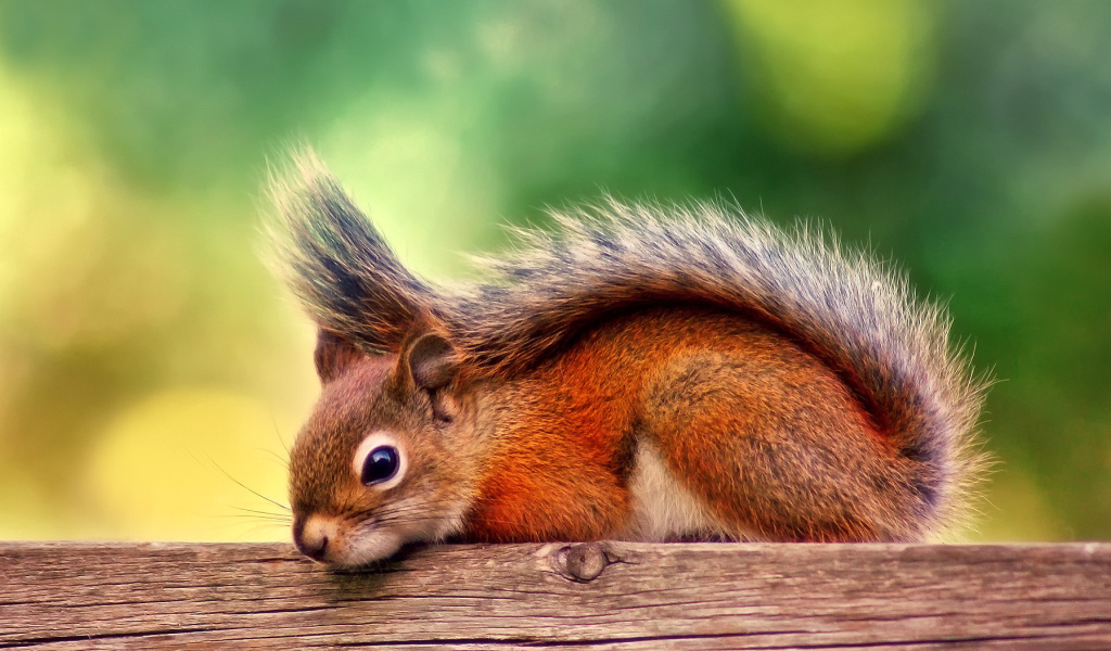 American red squirrel wallpaper 1024x600