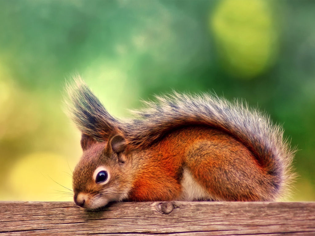American red squirrel wallpaper 1024x768