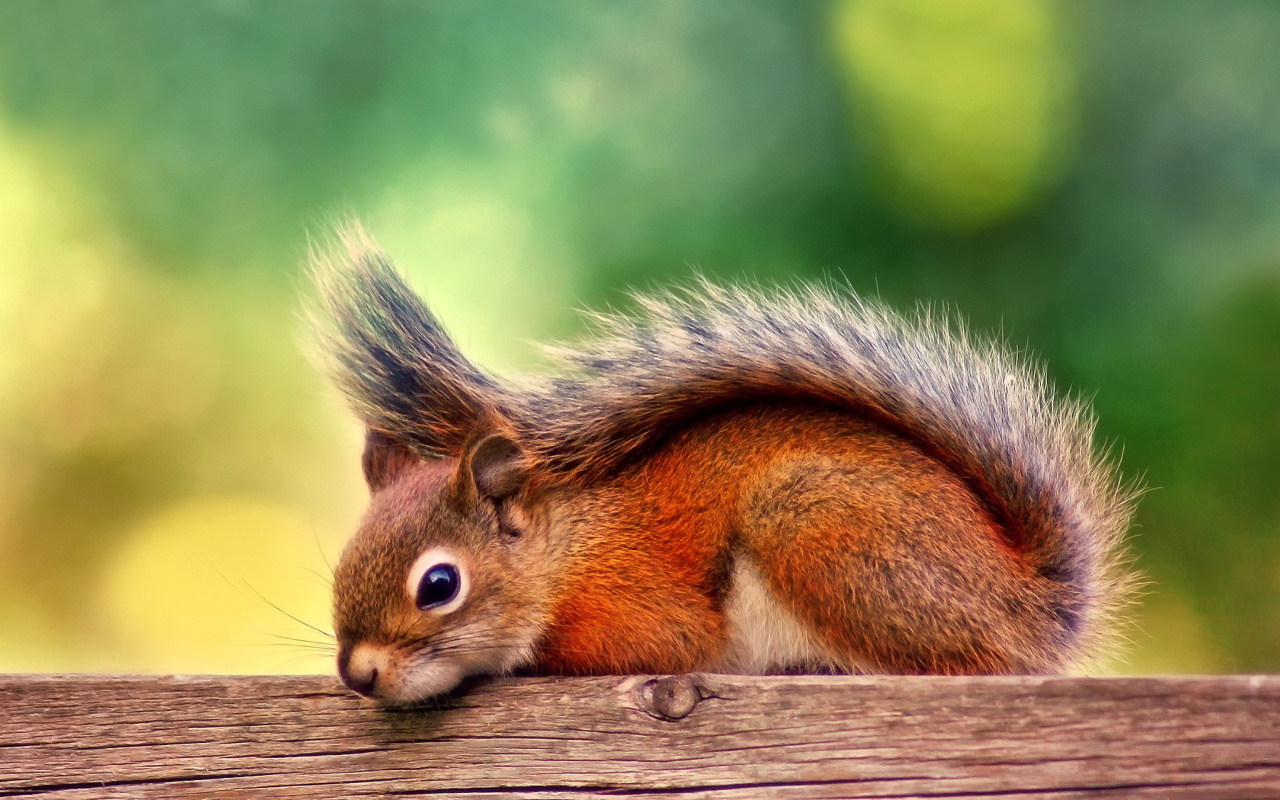 American red squirrel wallpaper 1280x800