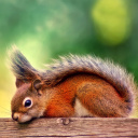 Fondo de pantalla American red squirrel 128x128