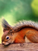 American red squirrel wallpaper 132x176