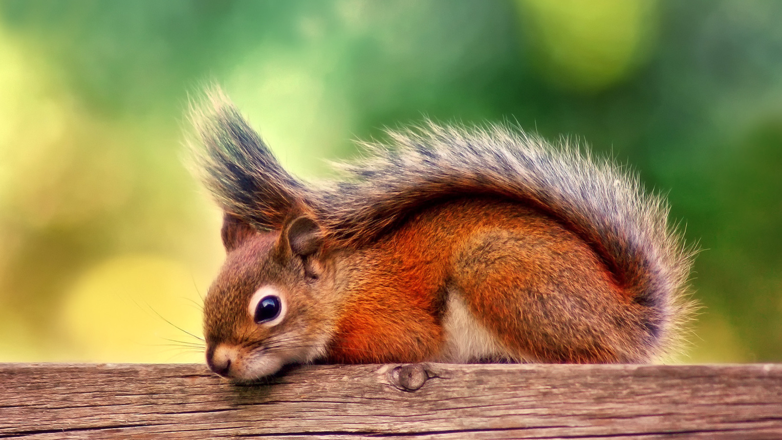 Screenshot №1 pro téma American red squirrel 1600x900