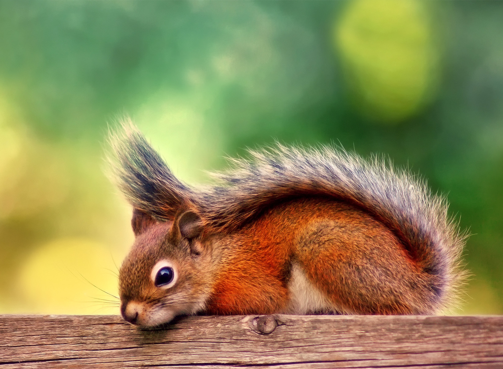 Обои American red squirrel 1920x1408