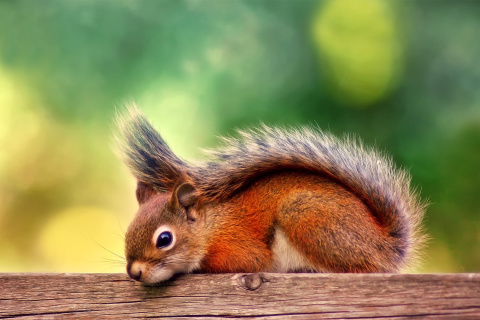 American red squirrel wallpaper 480x320