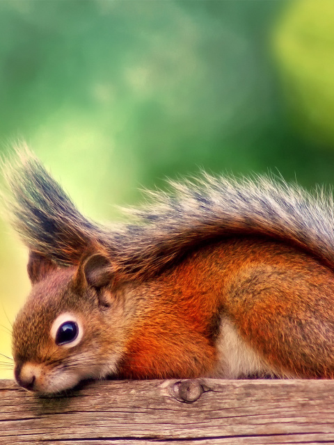 American red squirrel wallpaper 480x640