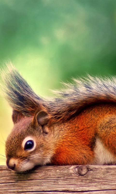 Обои American red squirrel 480x800