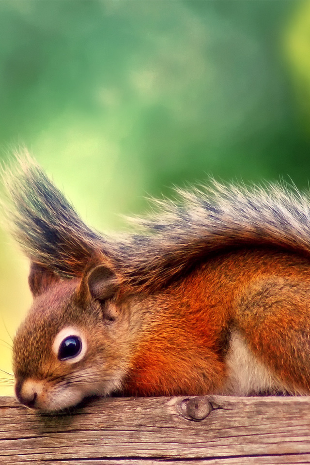 American red squirrel wallpaper 640x960