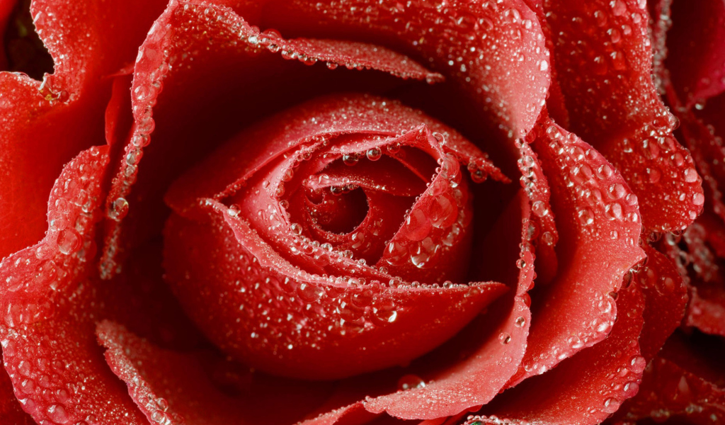 Das Big Red Rose Wallpaper 1024x600