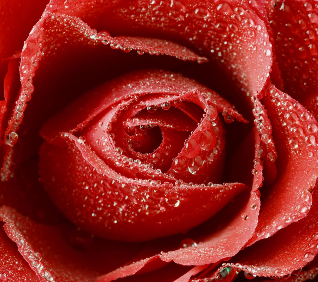 Das Big Red Rose Wallpaper 1080x960
