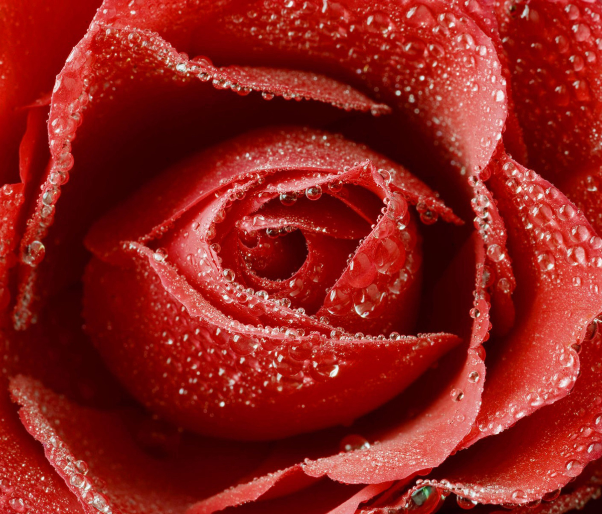 Das Big Red Rose Wallpaper 1200x1024