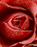 Fondo de pantalla Big Red Rose 128x160