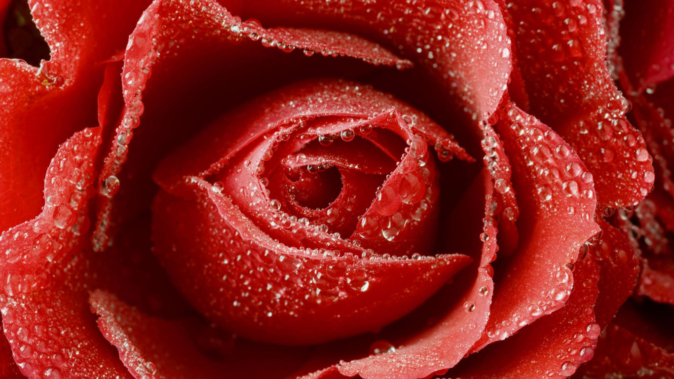 Обои Big Red Rose 1366x768