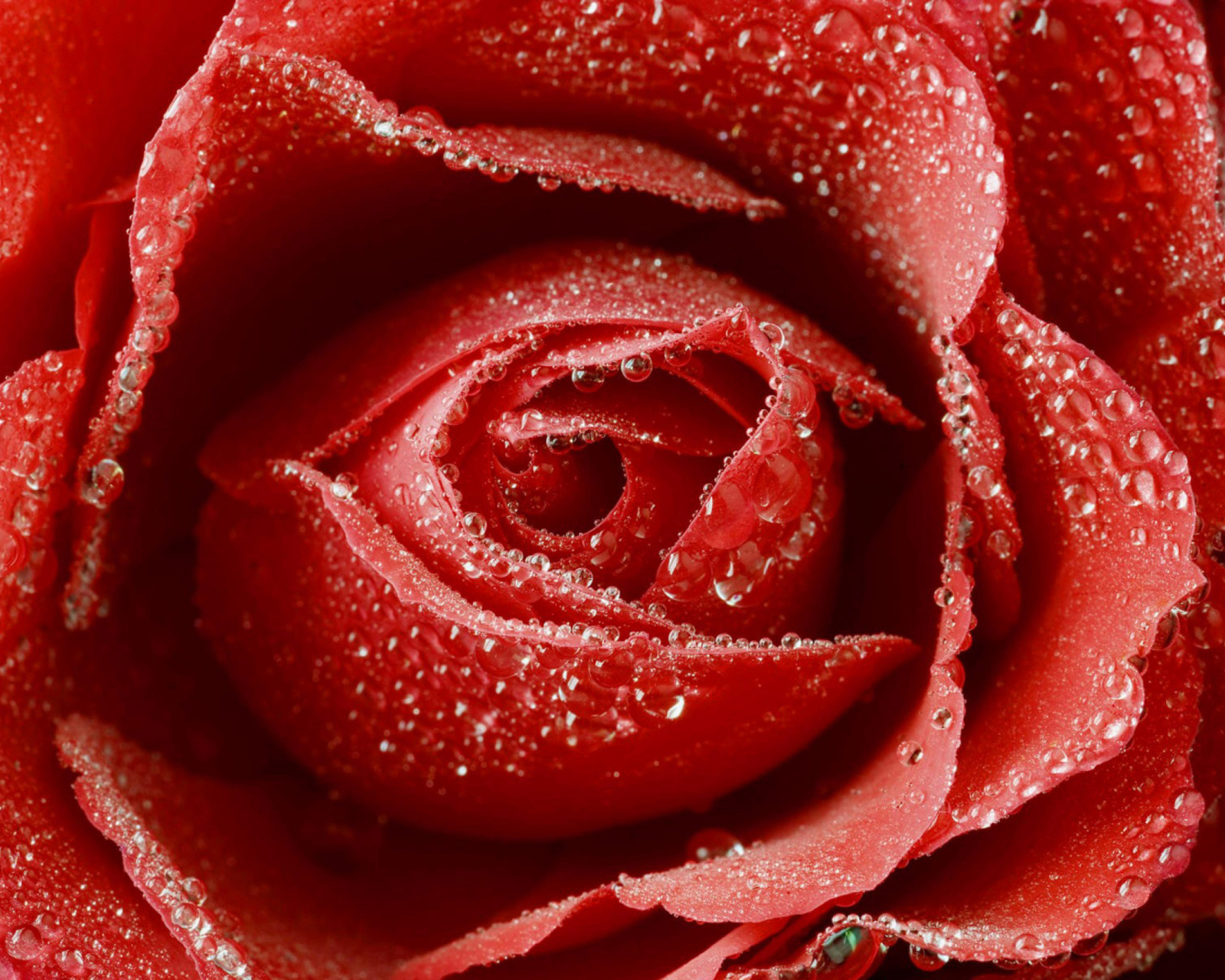 Das Big Red Rose Wallpaper 1600x1280