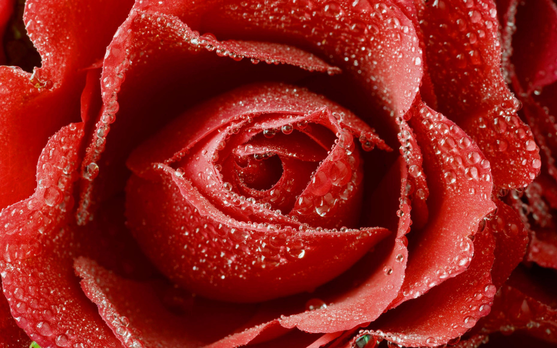 Fondo de pantalla Big Red Rose 1920x1200