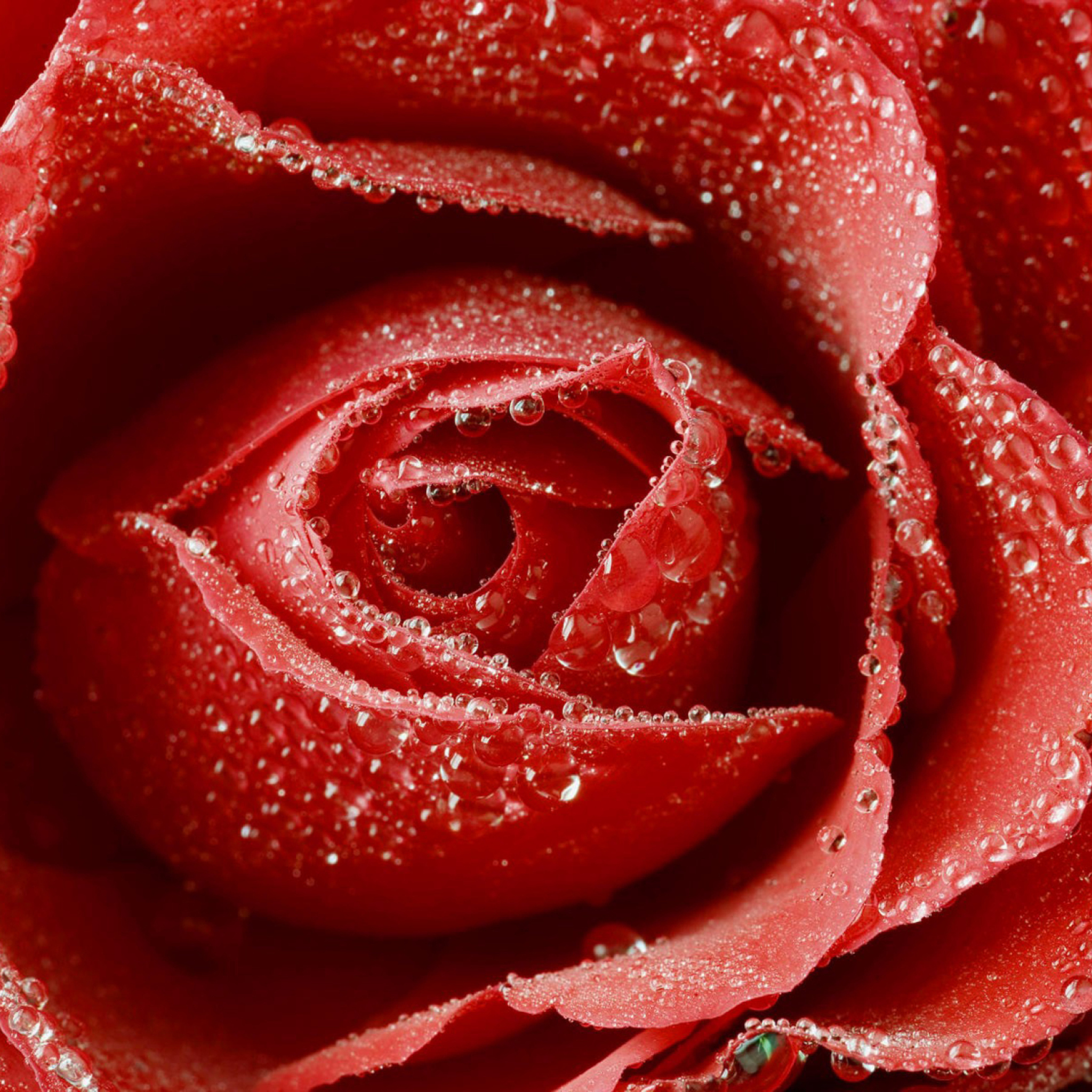 Sfondi Big Red Rose 2048x2048