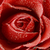 Sfondi Big Red Rose 208x208
