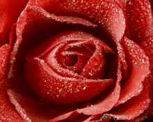 Das Big Red Rose Wallpaper 220x176