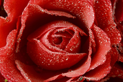 Fondo de pantalla Big Red Rose 480x320