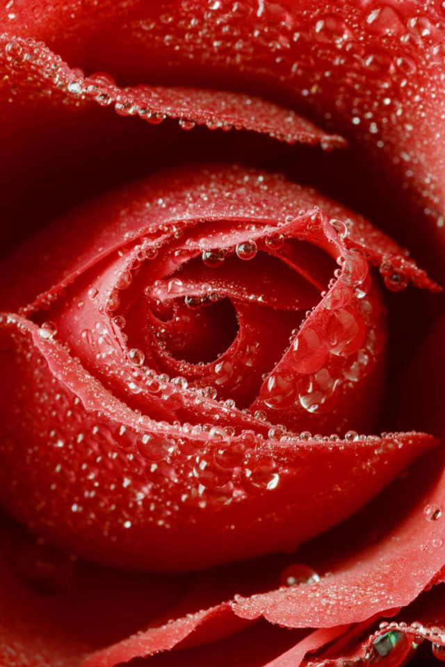 Big Red Rose wallpaper 640x960