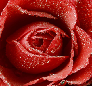 Big Red Rose papel de parede para celular para iPad Air