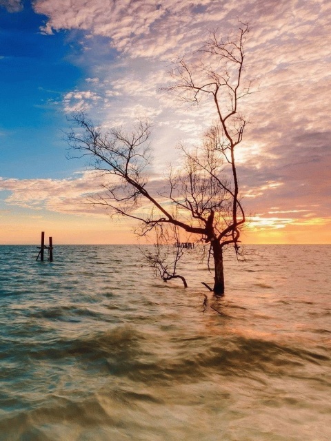 Penang, Malaysian state screenshot #1 480x640