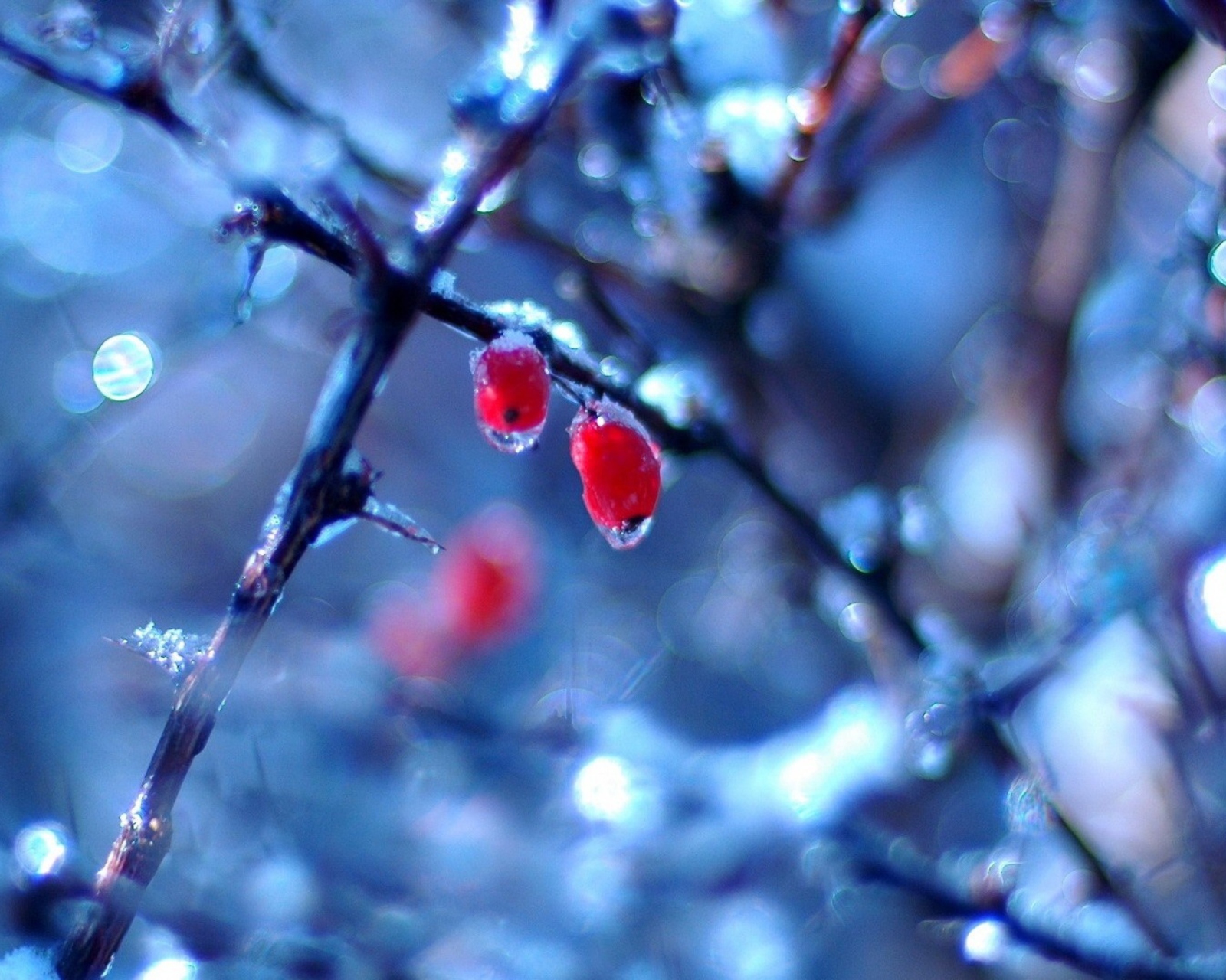 Two Frozen Berries screenshot #1 1600x1280