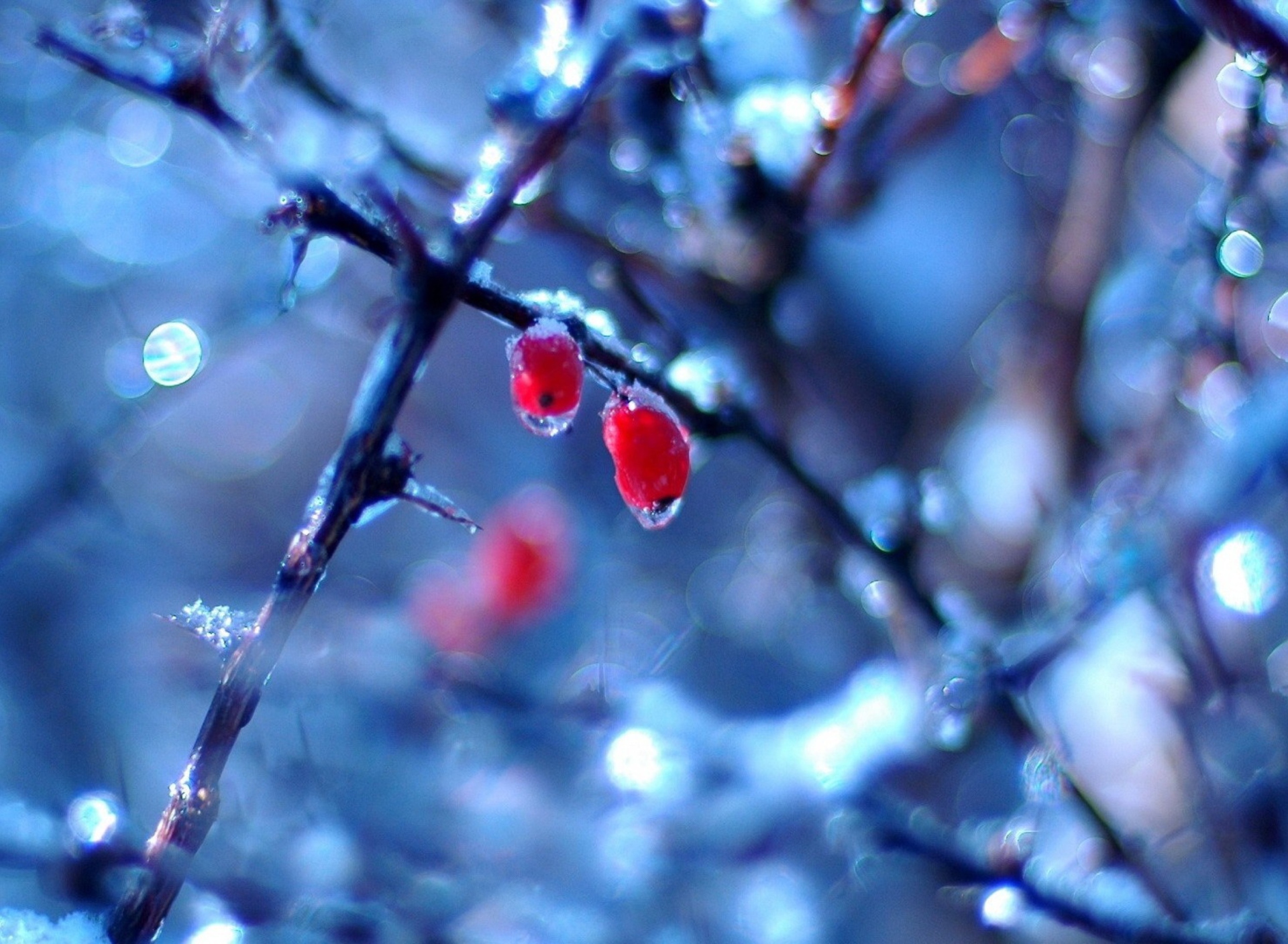 Обои Two Frozen Berries 1920x1408