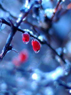 Two Frozen Berries screenshot #1 240x320