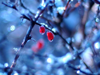 Fondo de pantalla Two Frozen Berries 320x240