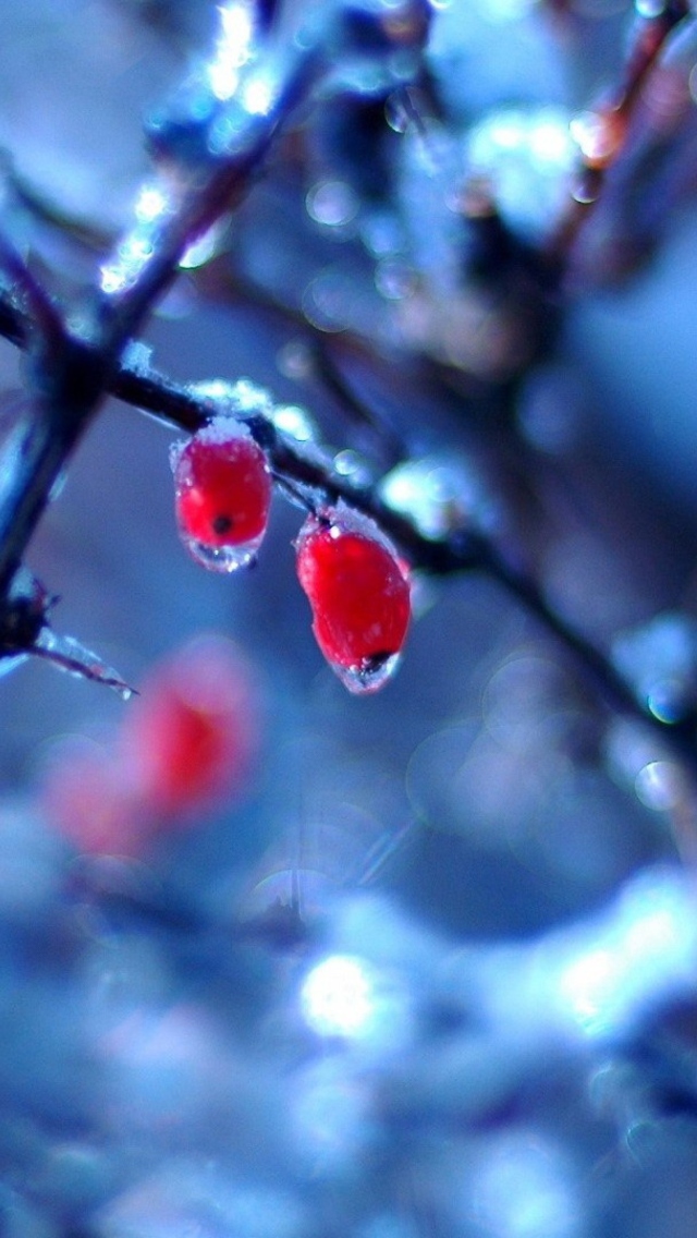 Обои Two Frozen Berries 640x1136