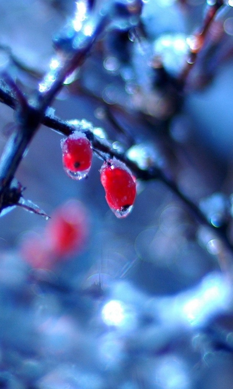 Two Frozen Berries wallpaper 768x1280