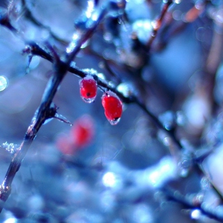 Картинка Two Frozen Berries на телефон iPad 3