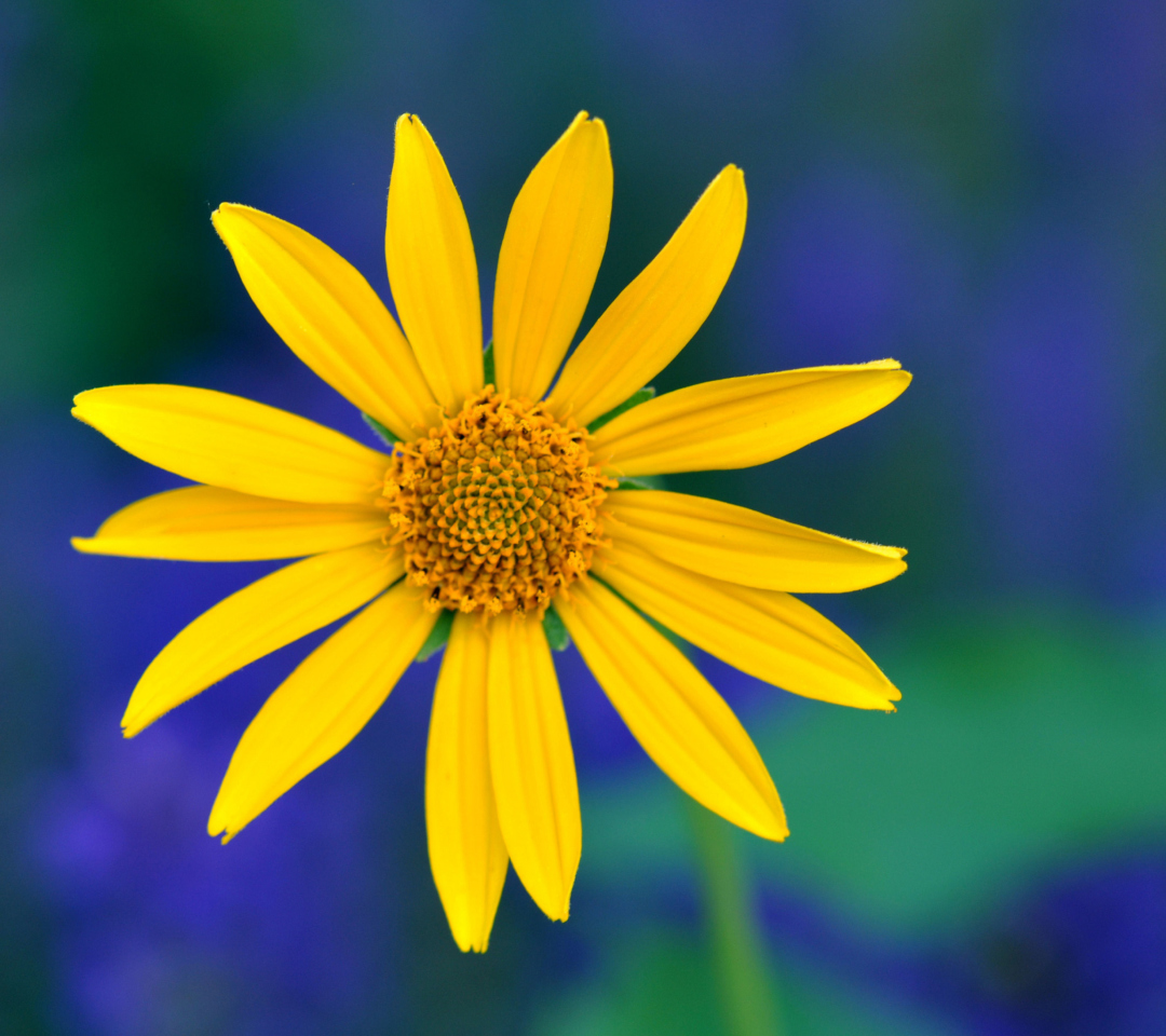 Screenshot №1 pro téma Yellow Flower 1080x960