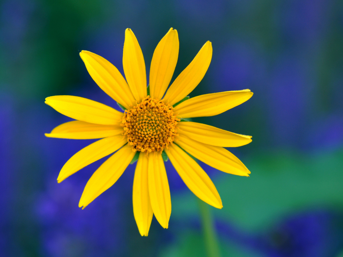 Fondo de pantalla Yellow Flower 1152x864