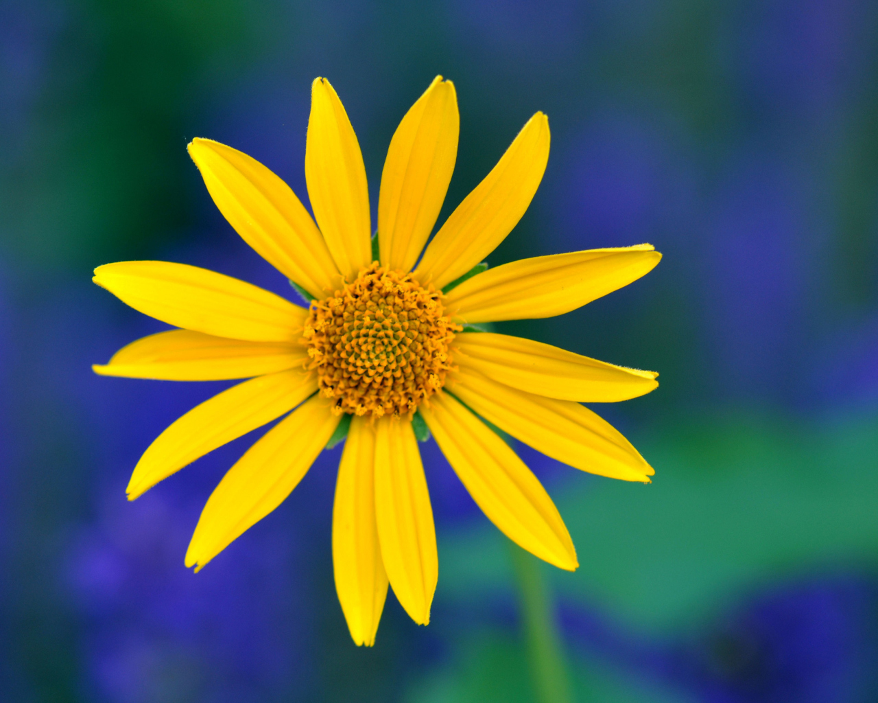 Yellow Flower screenshot #1 1280x1024