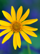 Screenshot №1 pro téma Yellow Flower 132x176