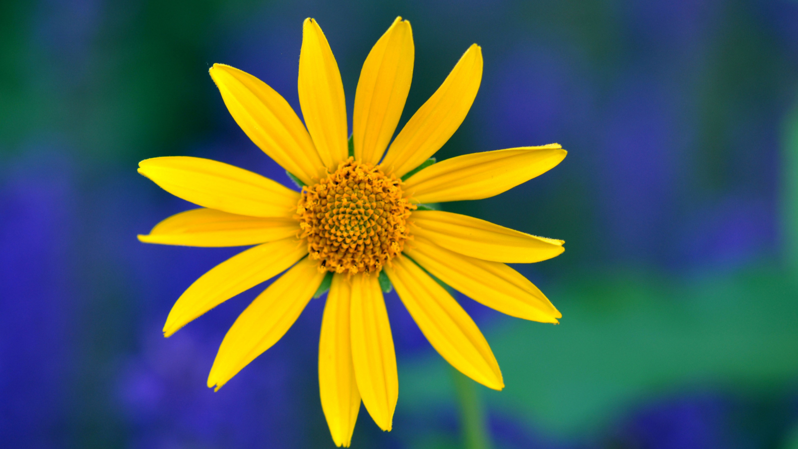 Yellow Flower screenshot #1 1600x900