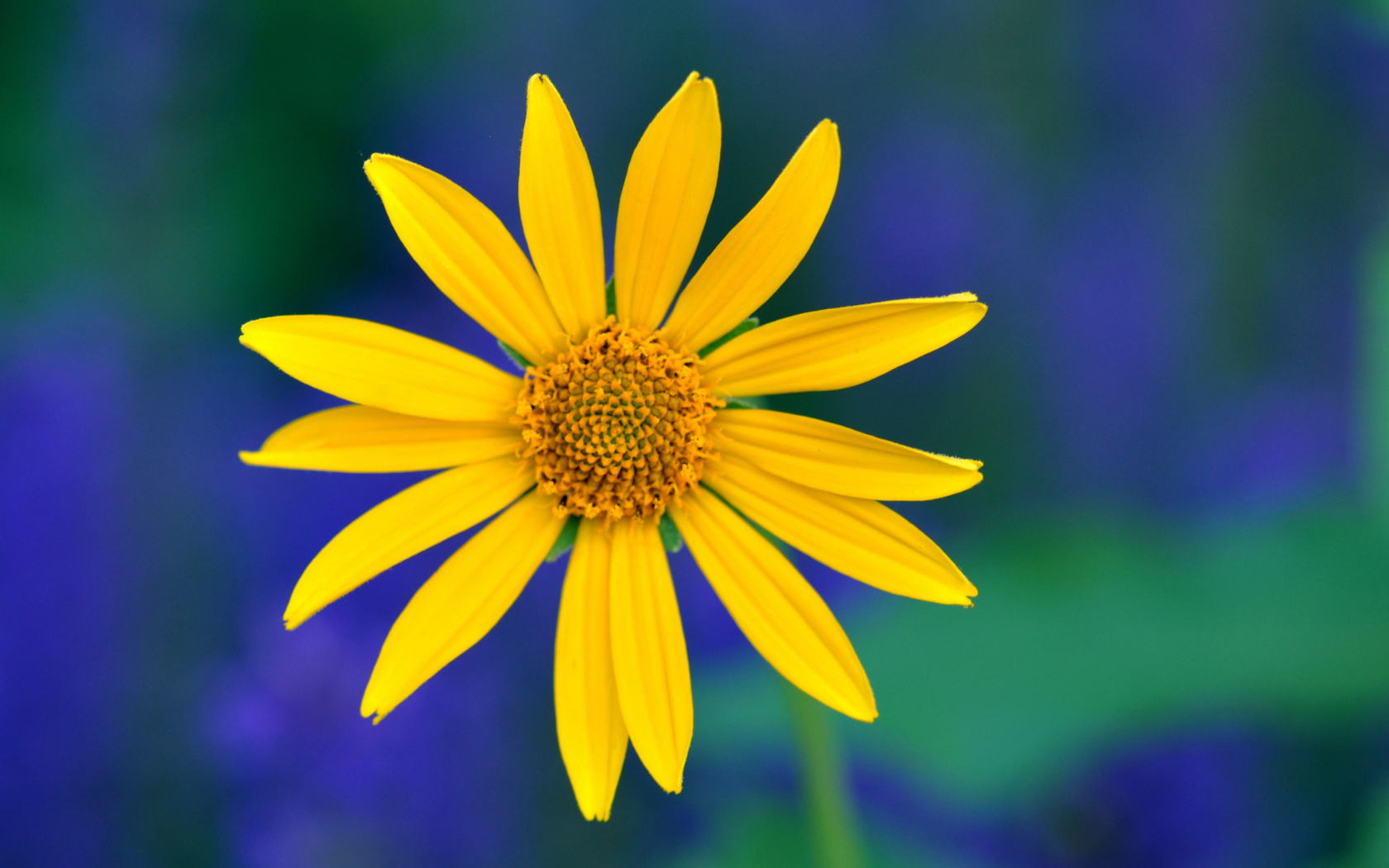 Yellow Flower screenshot #1 1680x1050