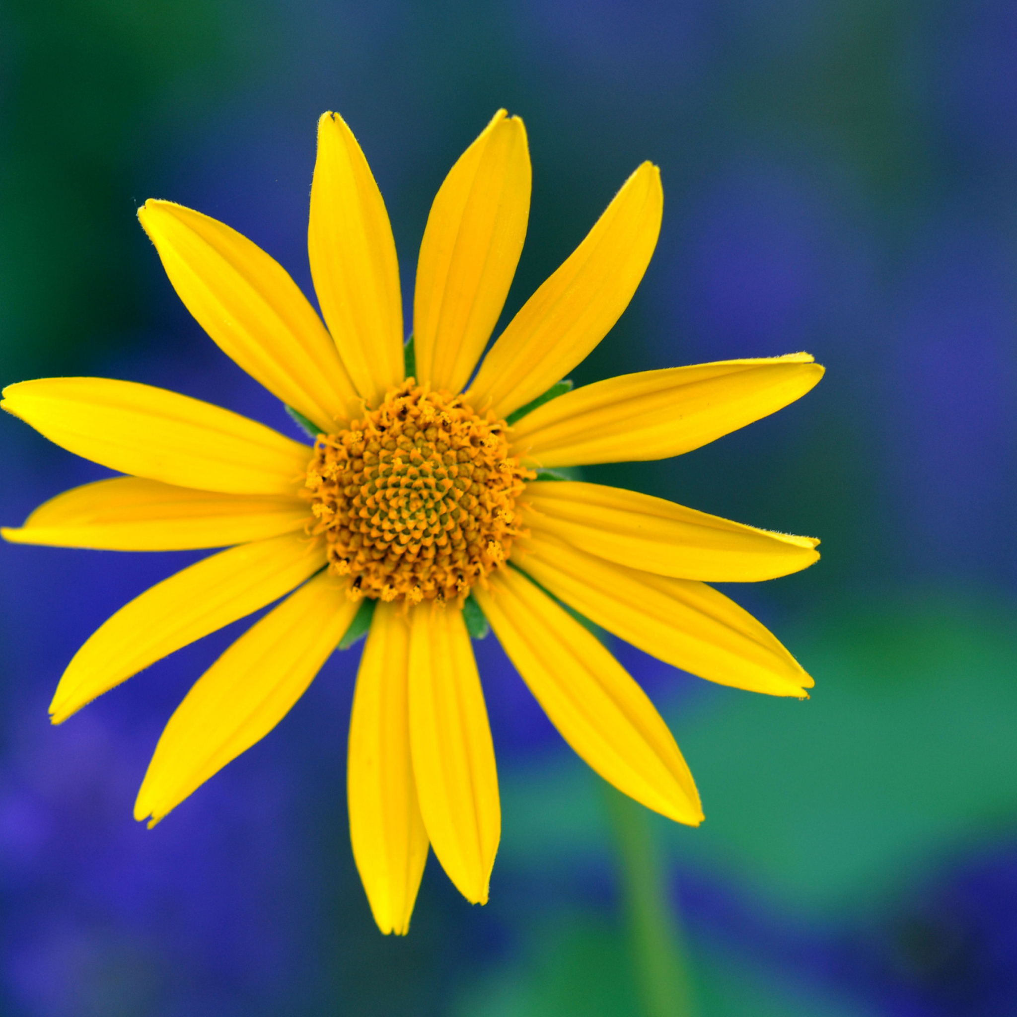 шмель цветок желтый синий bumblebee flower yellow blue бесплатно