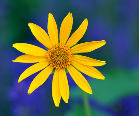 Fondo de pantalla Yellow Flower 480x400