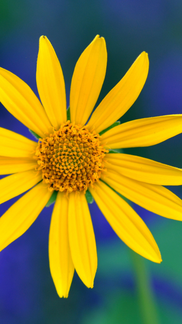 Обои Yellow Flower 640x1136
