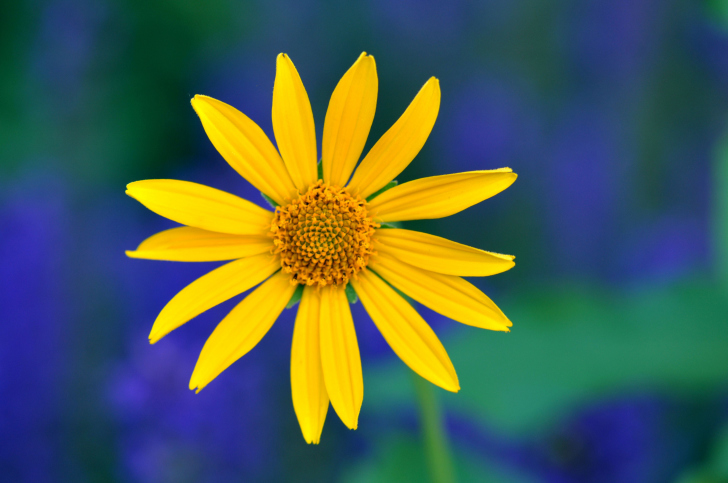 Yellow Flower wallpaper