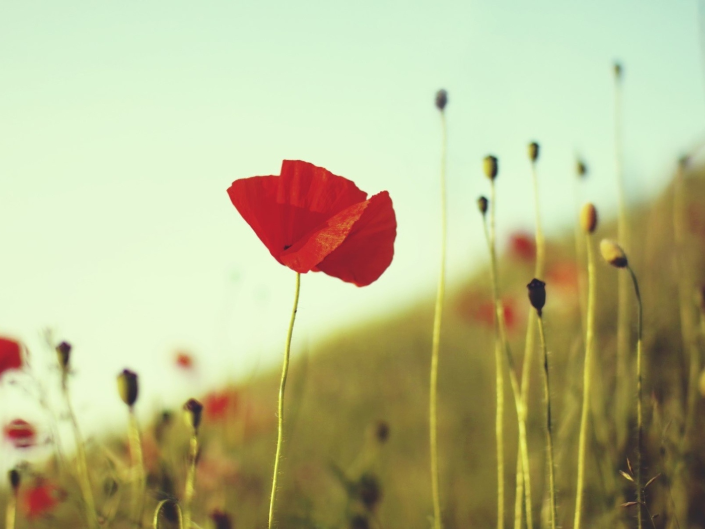 Red Poppy wallpaper 1400x1050