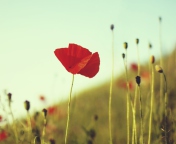 Screenshot №1 pro téma Red Poppy 176x144