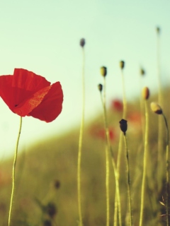 Red Poppy wallpaper 240x320