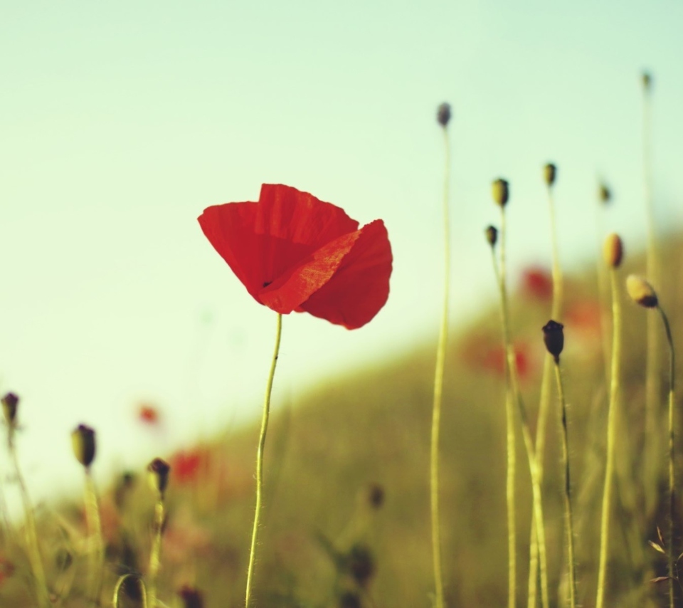 Das Red Poppy Wallpaper 960x854