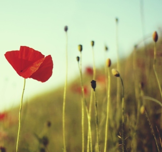 Red Poppy papel de parede para celular para 208x208