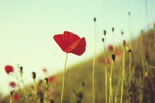 Red Poppy Picture for 1920x1080