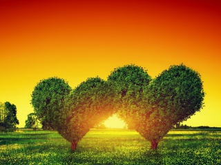Das Heart Green Tree Wallpaper 320x240